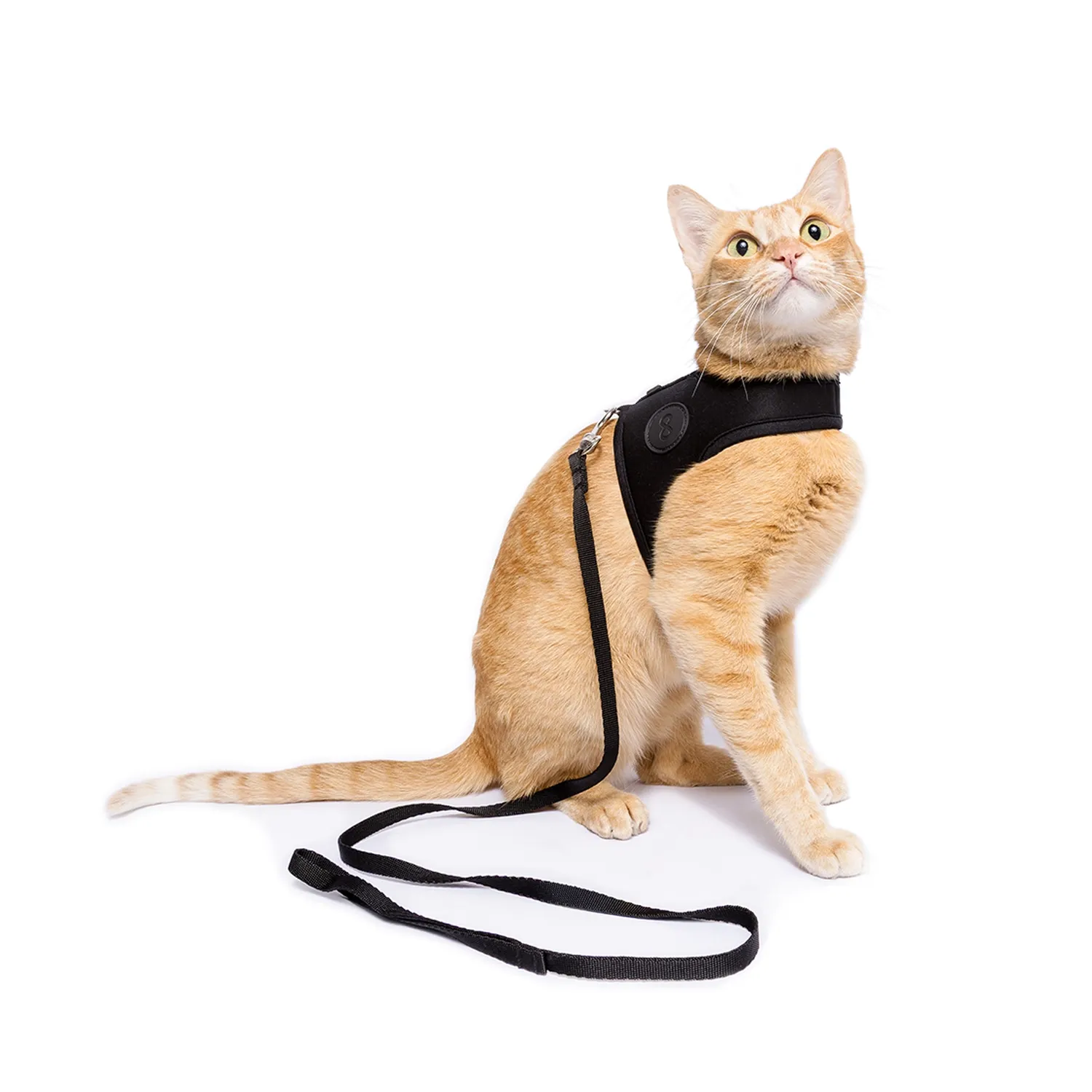 Peitoral e Guia Cat Neoprene Black Tchucoo